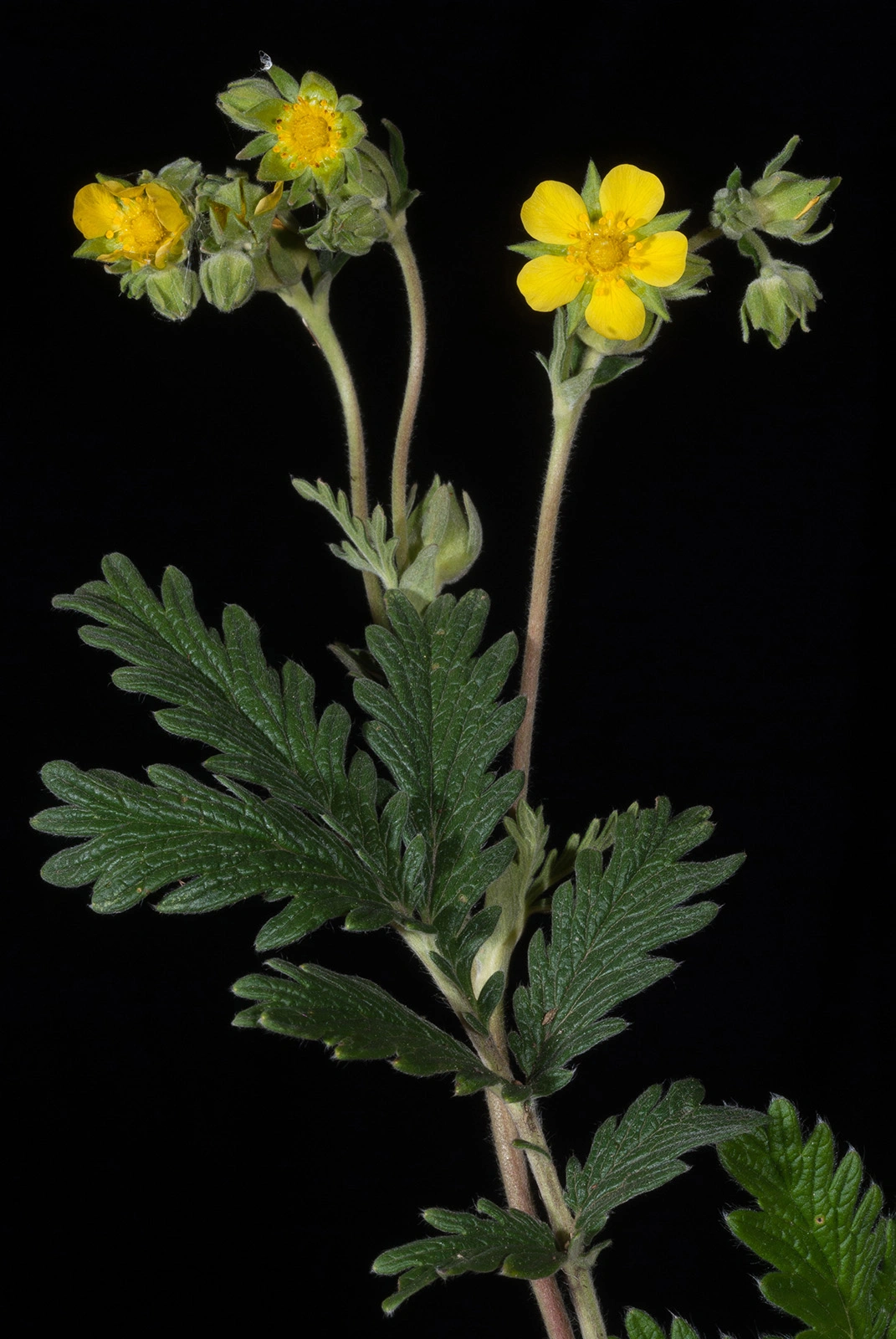 Photo Maurizio Broglio - Potentilla pensylvanica